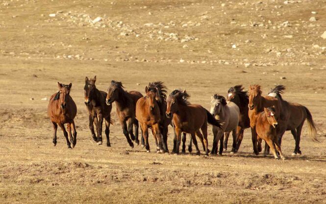 TOROSLAR ORMANA DÜĞMELİ EVLERİ